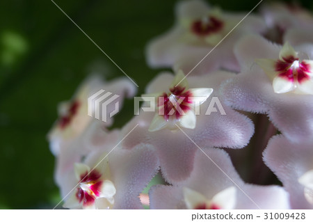 Detail of flowers of wax plant 31009428