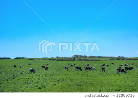 Ranch cattle Hokkaido(國分町) Ranch cattle Hokkaido(國分町) 31009736