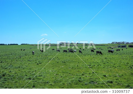 Ranch cattle Hokkaido（國分町） 31009737