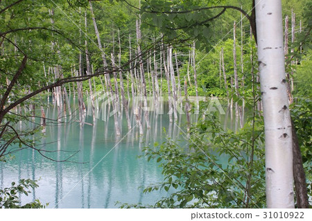 北海道美瑛鎮的白金洋池塘，從白樺林中看到的美妙景色 31010922