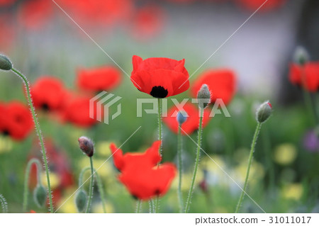 安徒生公園 安徒生公園 31011017