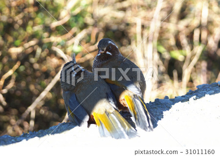 Golden wing white eyebrow 31011160