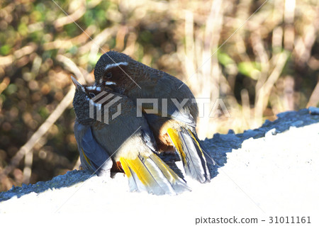 金翼白眉 31011161