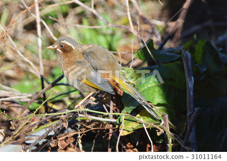 金翼白眉 金翼白眉 31011164