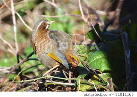 金翼白眉 31011165