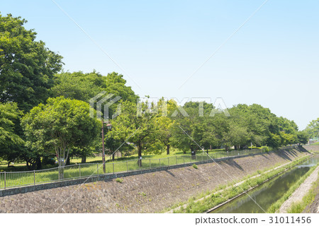 Zenfukuji River in the branch of the Kanda River (Suginami Ward, Tokyo) Zenfukuji River in the branch of the Kanda River (Suginami Ward, Tokyo) 31011456