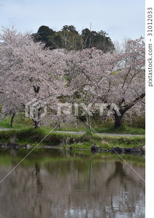 Cherry Blossoms	 31012033
