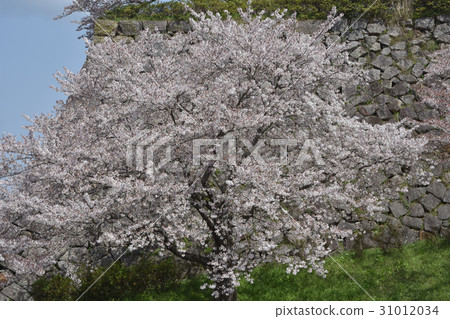 Cherry Blossoms	 31012034