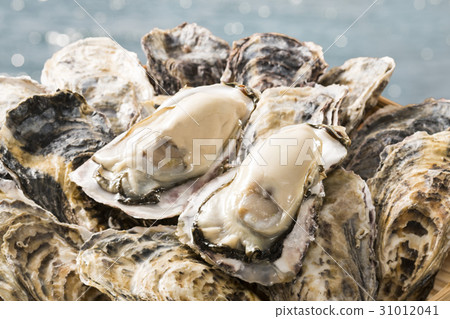 Oyster 31012041