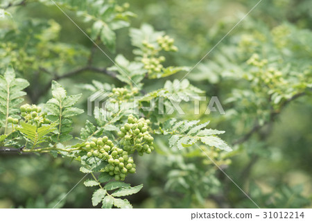 花椒 花椒 31012214