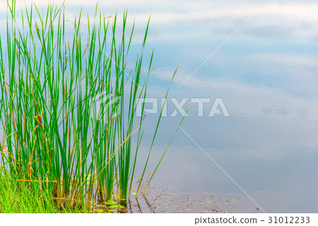 Papyrus on river side. Reed or sedge plants. Papyrus on river side. Reed or sedge plants. 31012233