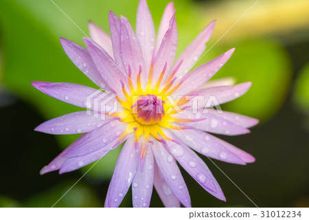 Purple water lily flower or lotus flower. Purple water lily flower or lotus flower. 31012234