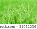 Close up green rice field. 31012236