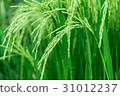 Close up green rice field. 31012237