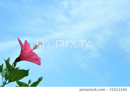 木槿花藍天 31012260