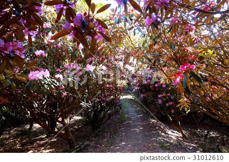 Tamakiyama rhododendron Tamakiyama rhododendron 31012610