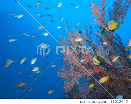 Kerama, underwater 31012645