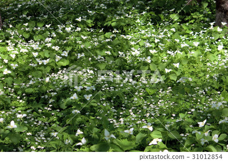 Light-emitting oohba nano enlaid and two wheat grass Light-emitting oohba nano enlaid and two wheat grass 31012854