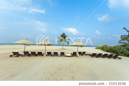 Palm Beach Ocean tropical paradise 31013036