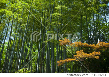Bamboo grove Bamboo grove 31014261