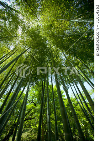  竹林 31014263