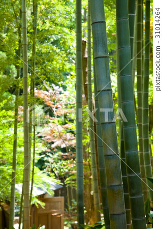  竹林 31014264