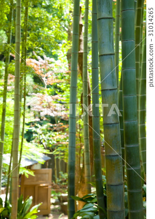 竹林 竹林 31014265