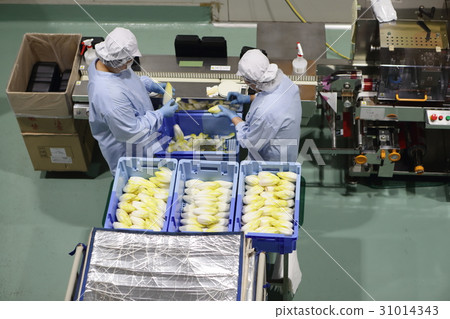 Factory tour of Chicori village 31014343