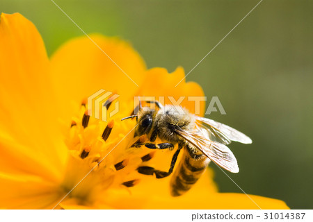 Spring single daisy flower and bee 31014387