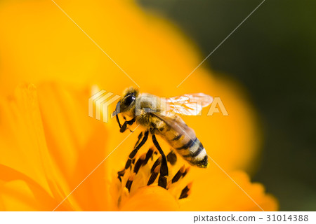 Spring single daisy flower and bee Spring single daisy flower and bee 31014388