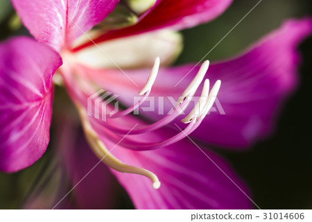 Macro of stamen of a Bauhinia purpurea flower 31014606