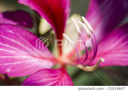 Macro of stamen of a Bauhinia purpurea flower 31014607