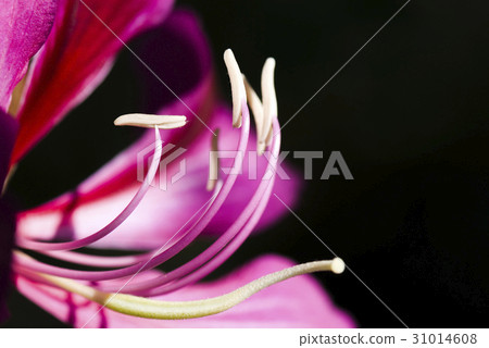 Macro of stamen of a Bauhinia purpurea flower Macro of stamen of a Bauhinia purpurea flower 31014608