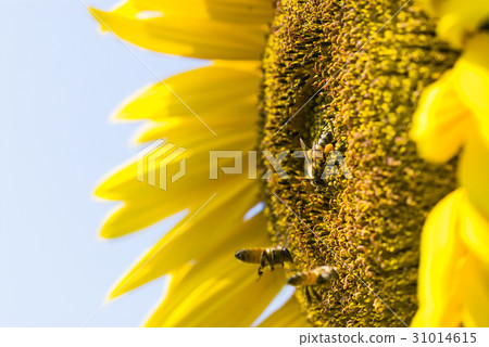 honeybee rested on a sun flower 31014615