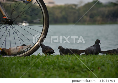 Bicycles parked near the lake and dove Bicycles parked near the lake and dove 31014704
