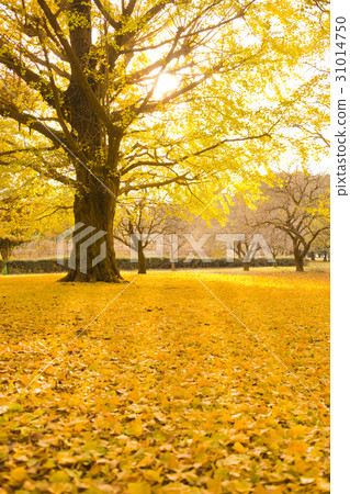 Autumn park ginkgo 31014750