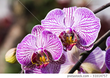 Closeup of pink orchid phalaenopsis 31014757