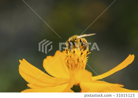 Spring single daisy flower and bee Spring single daisy flower and bee 31015123