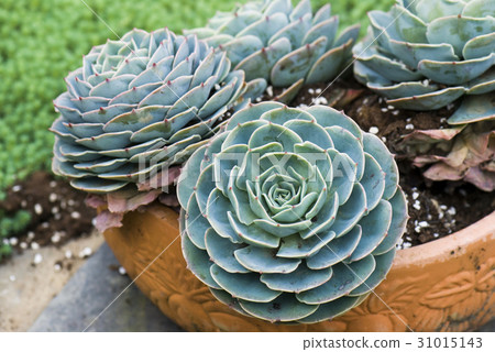 Succulent plan in the garden 31015143