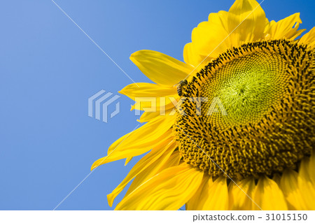 honeybee rested on a sun flower honeybee rested on a sun flower 31015150