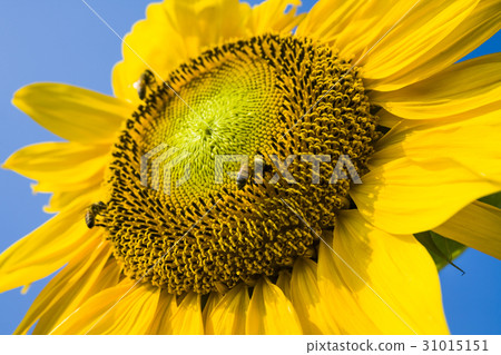 honeybee rested on a sun flower honeybee rested on a sun flower 31015151
