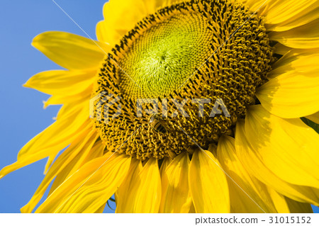 honeybee rested on a sun flower honeybee rested on a sun flower 31015152