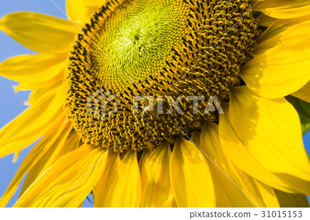 honeybee rested on a sun flower honeybee rested on a sun flower 31015153
