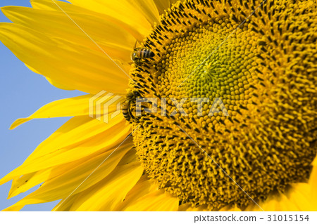 honeybee rested on a sun flower honeybee rested on a sun flower 31015154
