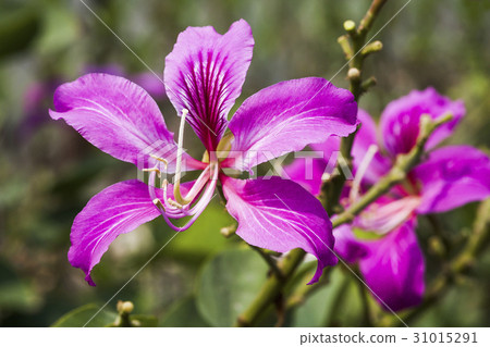 Bauhinia purpurea flower, orchid tree, variegata 31015291