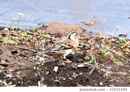 Atri of Mitaka wild bird Mitaka Nakahara in Tokyo Mitaka 31015394