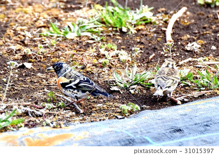 Mitaka野鳥三鷹中原的Atri在東京三鷹 Mitaka野鳥三鷹中原的Atri在東京三鷹 31015397