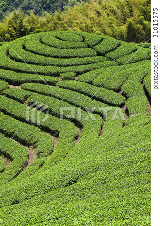 tea plantation in the mountaintop 31015575