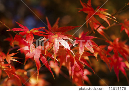 Beautiful red maple leaves in autumn season 31015576