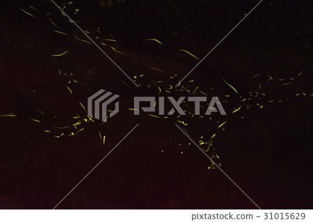 fire Fly  31015629